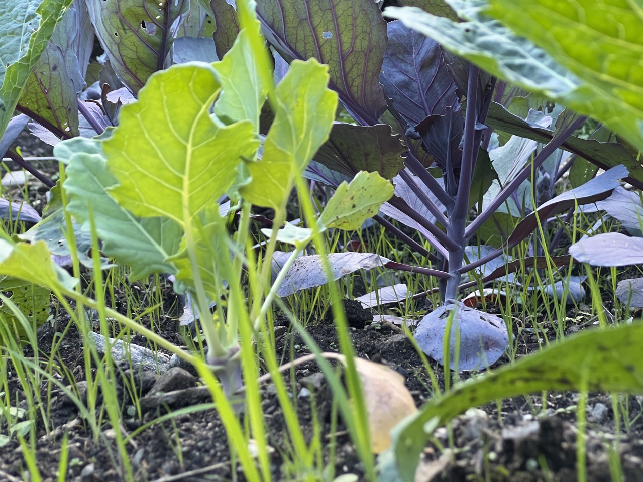Cavolo viola e giovani germogli